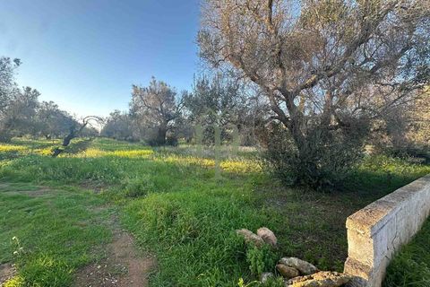 Helårsgrund i Carovigno, Brindisi, Carovigno - € 85.000 | Ref: TER.GROTTAMIRAN - foto 4